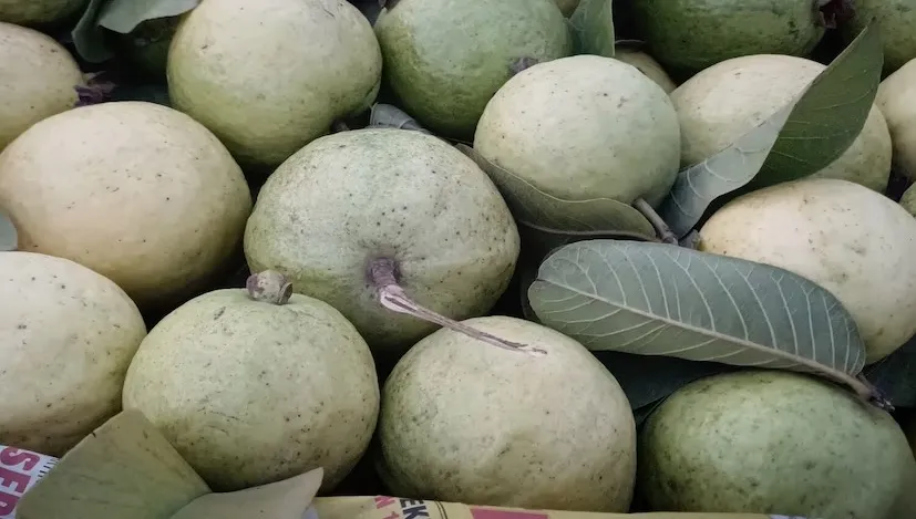 જામફળના બાગોમાં નેમાટોડ રોગને રોકવા દેશી ઉપાયો ખેડૂતો માટે આશીર્વાદ 3 guava nematode disease cure 1.png