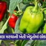 capsicum profitable farming 1