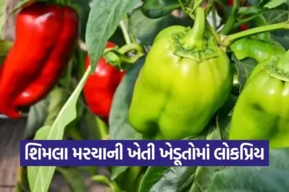 capsicum profitable farming 1