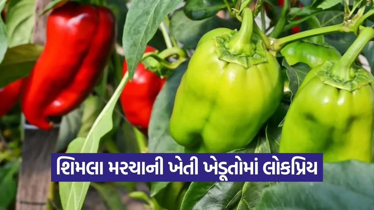 capsicum profitable farming 1.jpg