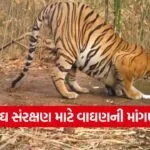 gujarat tiger conservation ratanmahal 1