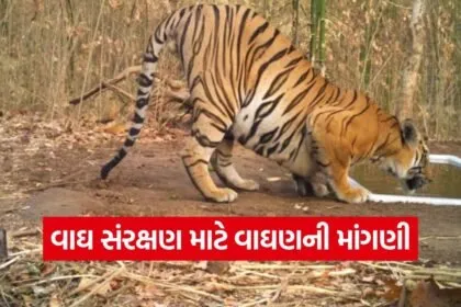 gujarat tiger conservation ratanmahal 1