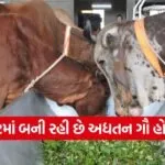 rajkot advanced cow hospital 1