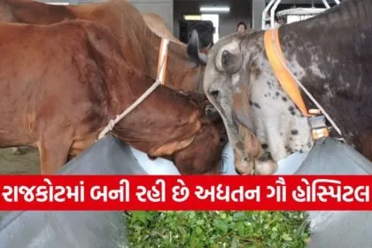 rajkot advanced cow hospital 1