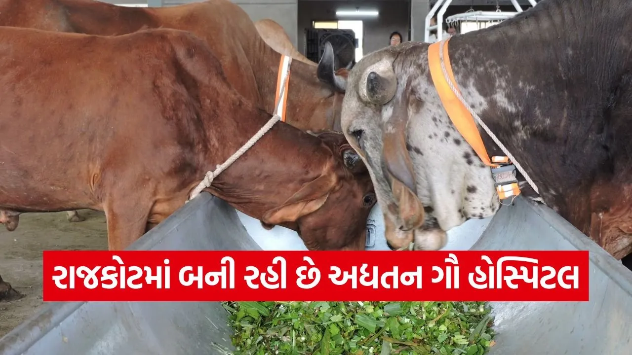 rajkot advanced cow hospital 1.jpg