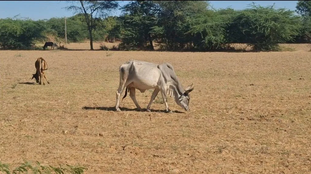 મેવાડામાં પાણીના વિકટ સંકટ વચ્ચે ગામના મોટા ભાગના લોકો હિજરત કરવા મજબૂર 3 mevada village water crisis 2.png
