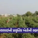 natural farming dahod 1