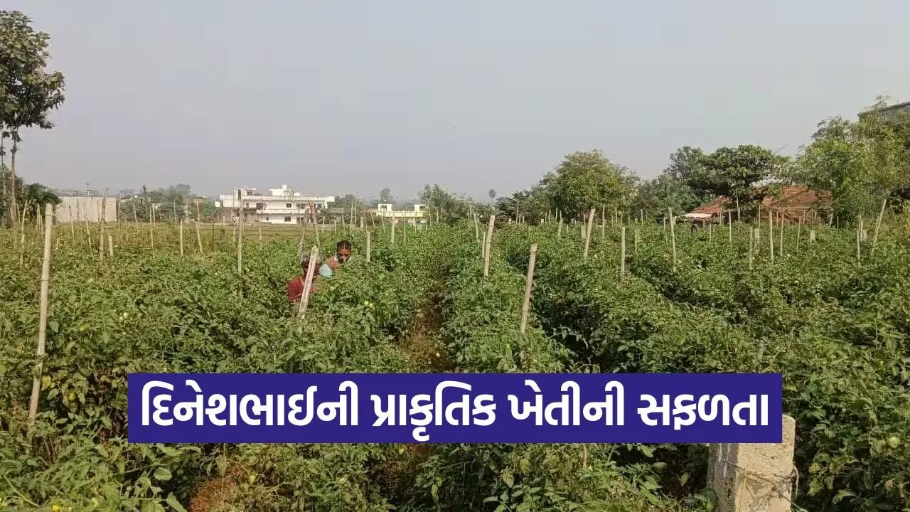 natural farming dahod 1.jpg