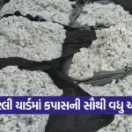 amreli market rates 1