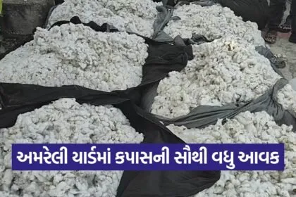 amreli market rates 1