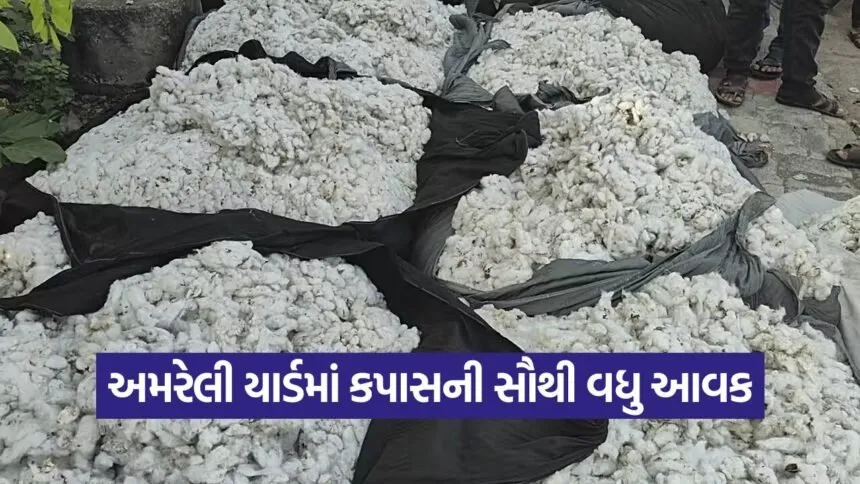 amreli market rates 1
