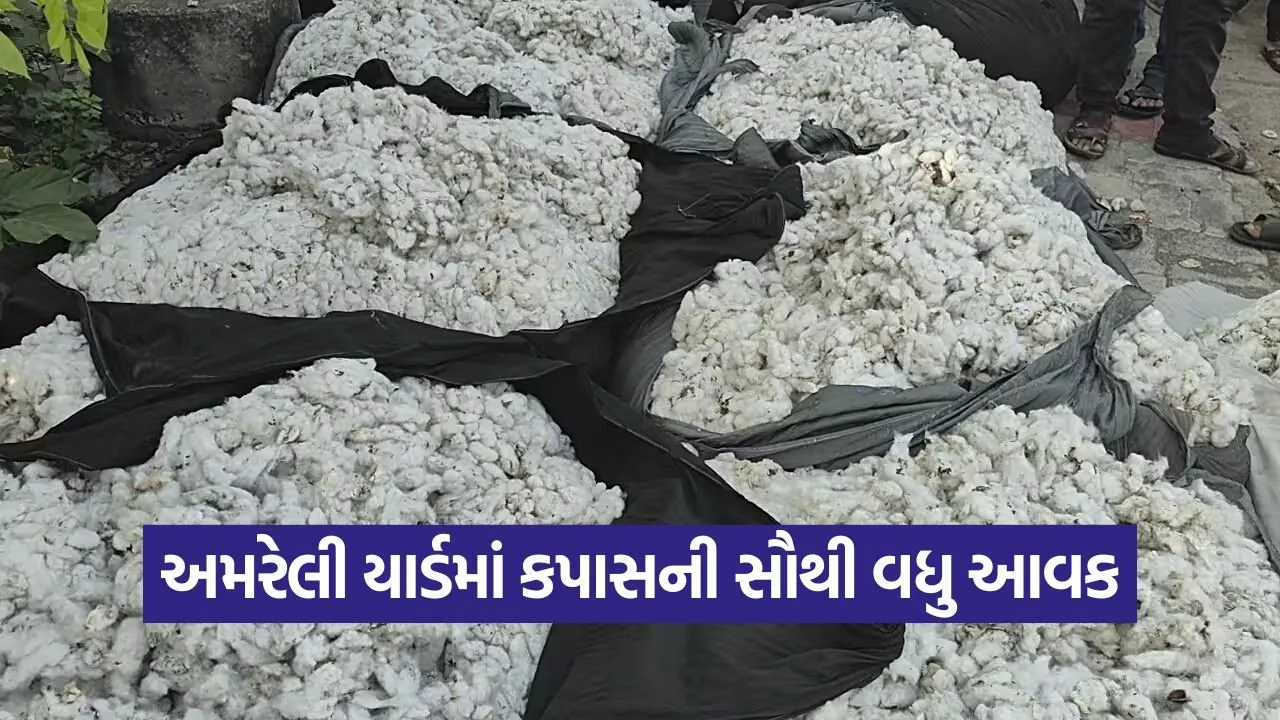 amreli market rates 1.jpg