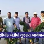 Gujarat seaweed farming 1 1