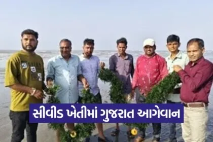 Gujarat seaweed farming 1 1