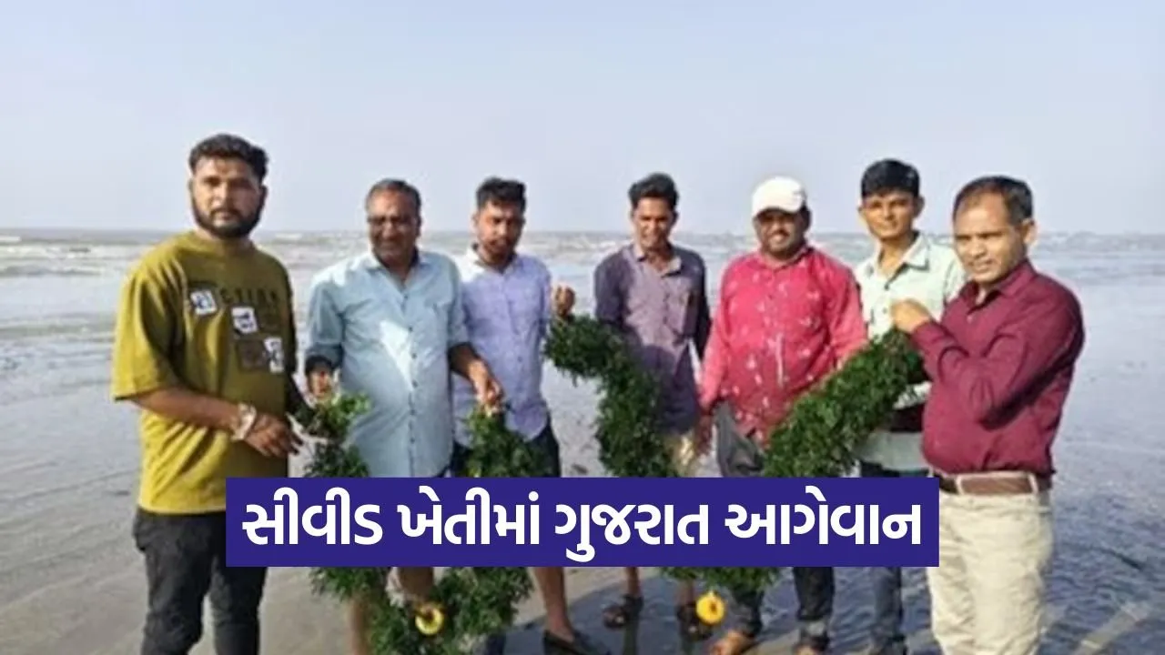 Gujarat seaweed farming 1 1.jpg