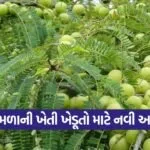 amla cultivation profit 1