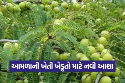 amla cultivation profit 1