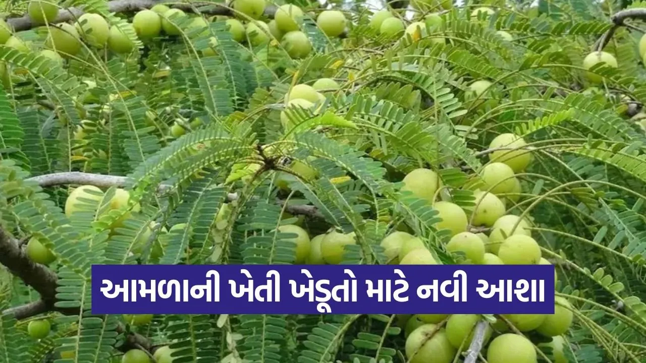 amla cultivation profit 1.jpg