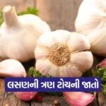 high profit garlic farming 1