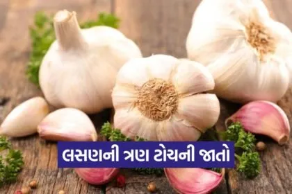 high profit garlic farming 1