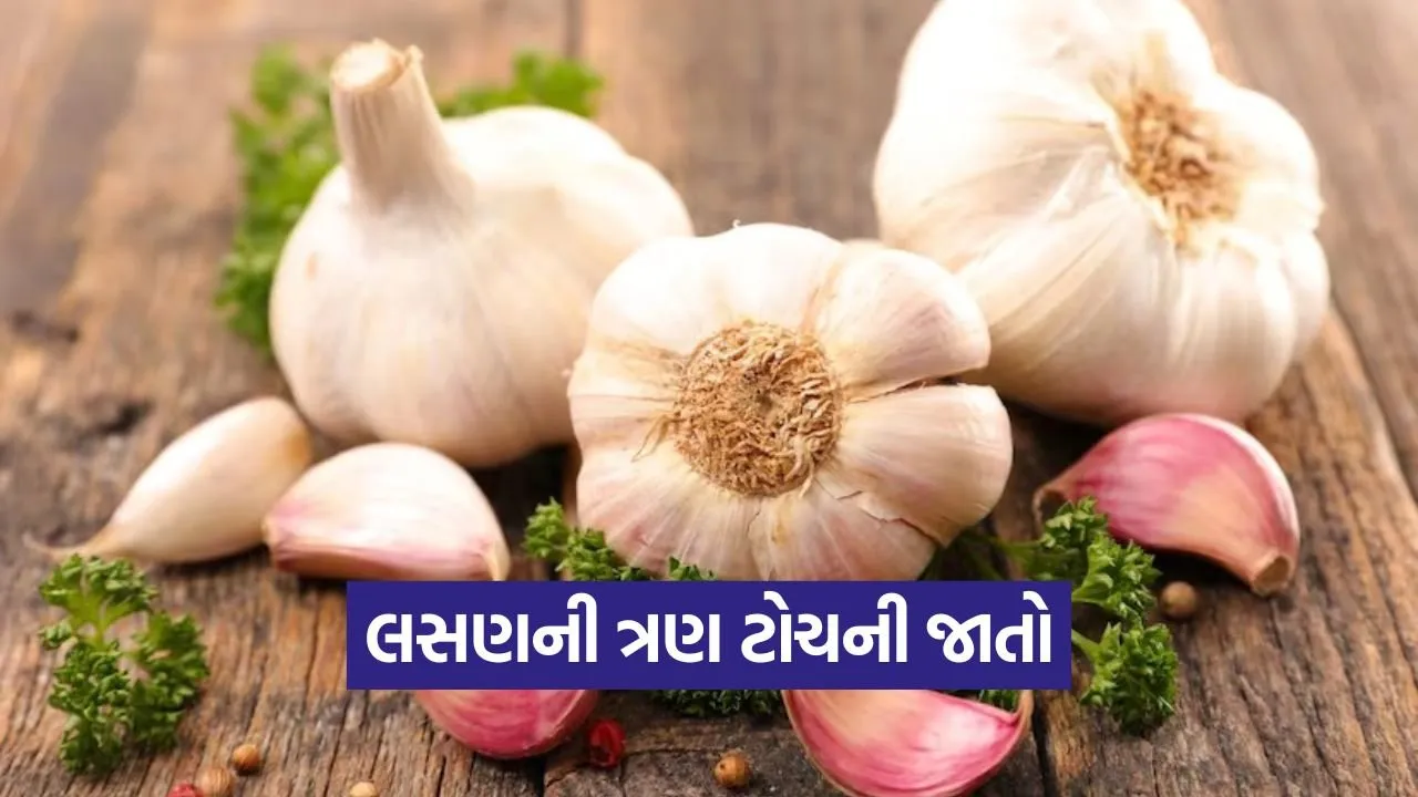 high profit garlic farming 1.jpg