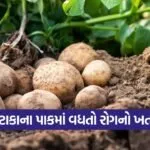 potato crop disease management 1