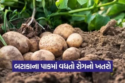 potato crop disease management 1