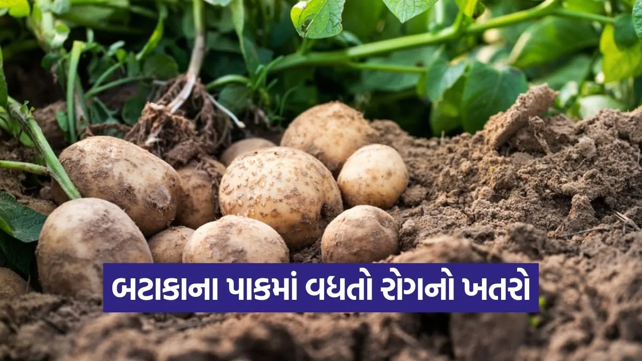potato crop disease management 1.jpg