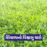 berseem winter green fodder 1