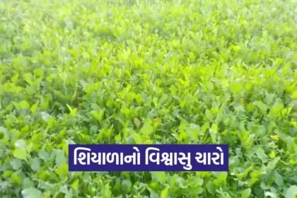 berseem winter green fodder 1