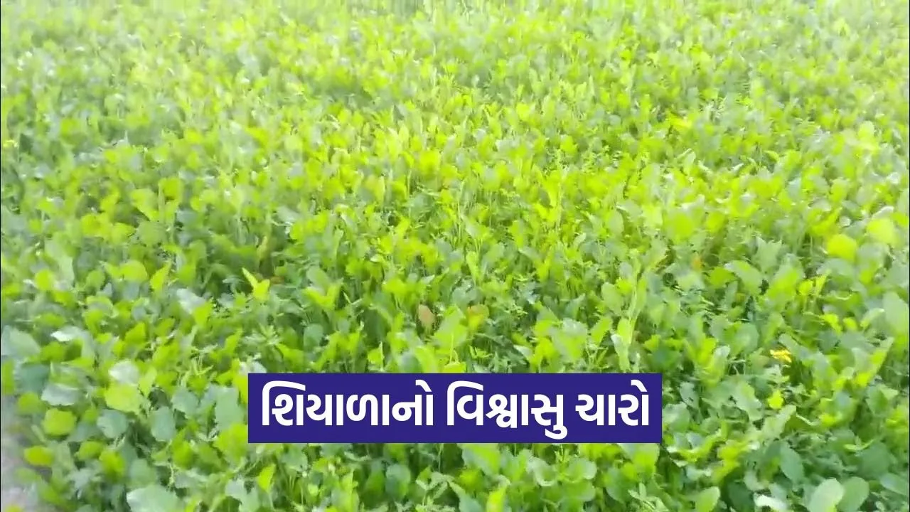 berseem winter green fodder 1.jpg