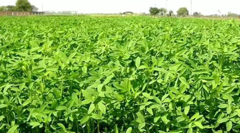 શિયાળામાં લીલા ચારા ની અછત વચ્ચે બરસીમ ખેડૂતો માટે વિશ્વાસજનક વિકલ્પ 3 berseem winter green fodder 1.png