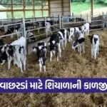 calf winter care 1