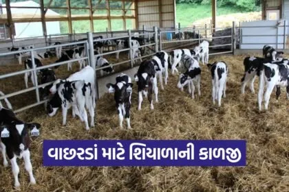 calf winter care 1
