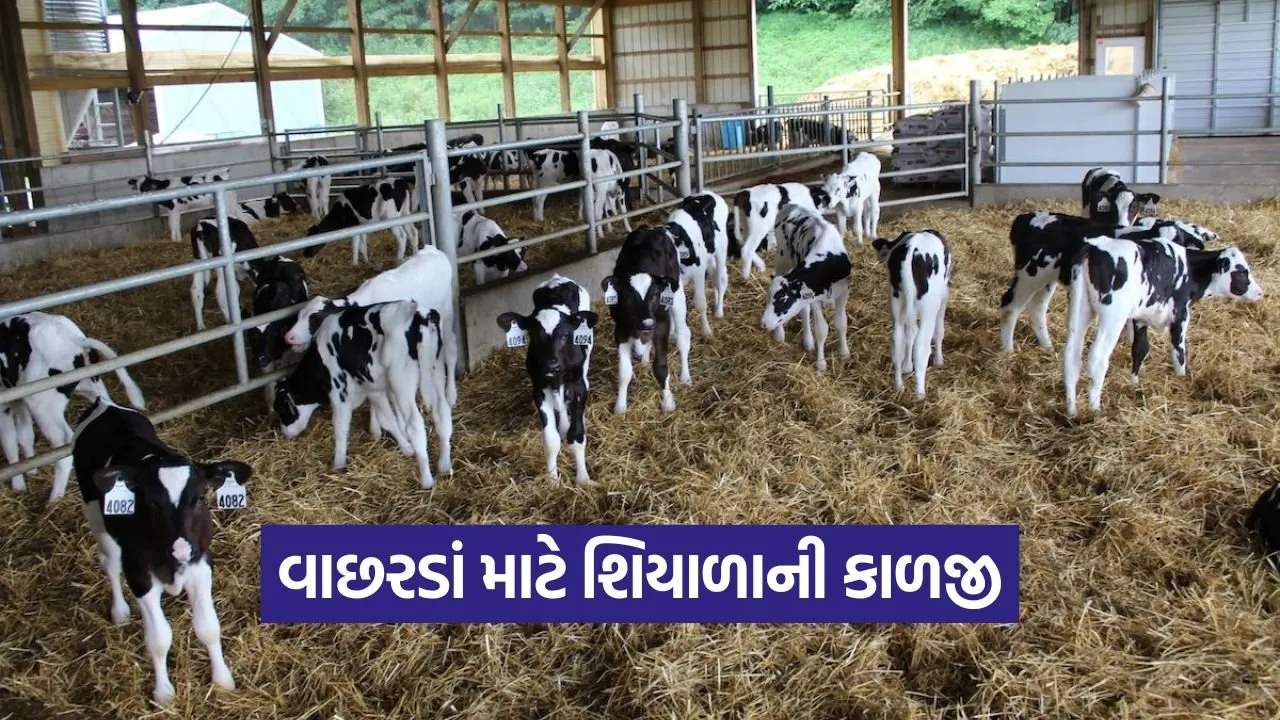 calf winter care 1.jpg