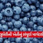 Blueberry Farming 1