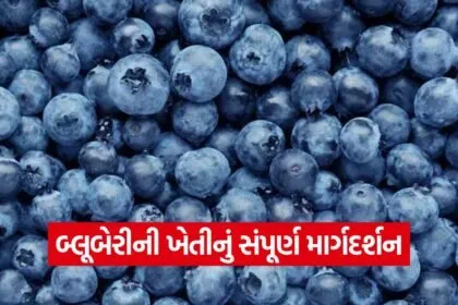 Blueberry Farming 1