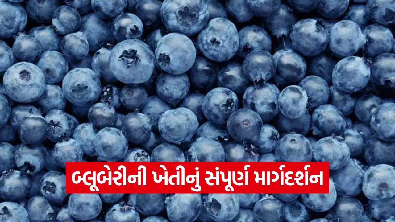 Blueberry Farming 1.jpg