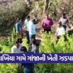 illegal cannabis cultivation 1