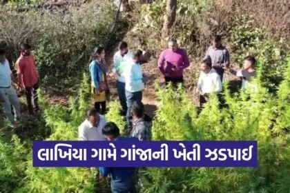 illegal cannabis cultivation 1