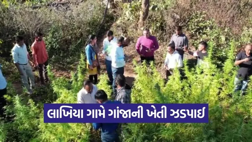 illegal cannabis cultivation 1