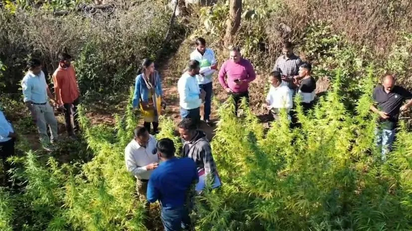 સાબરકાંઠાના અંતરિયાળ ગામેથી કરોડો રૂપિયાનો ગાંજાનો જથ્થો ઝડપાયો, એસઓજીની મોટી કાર્યવાહી 2 illegal cannabis cultivation 1.png