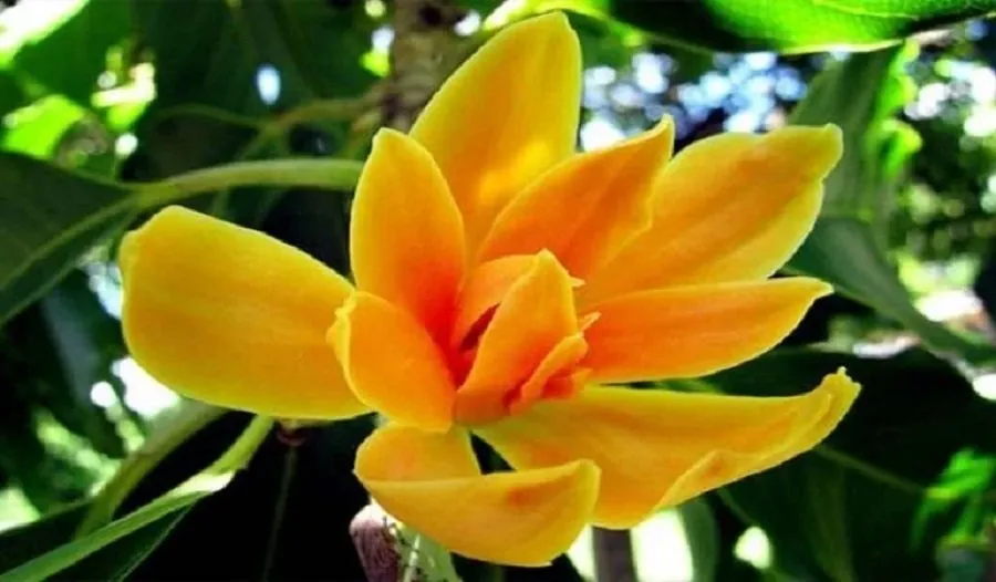 Shiva Purana