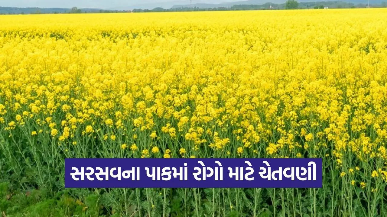mustard crop pests 1.jpg