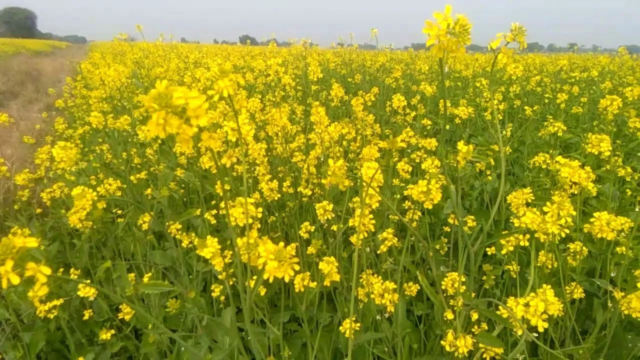 ડિસેમ્બર મહિનામાં સરસવના પાકના રોગો સામે સમગ્ર માર્ગદર્શિકા 3 mustard crop pests 2.png