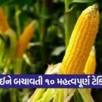 winter maize protection 1