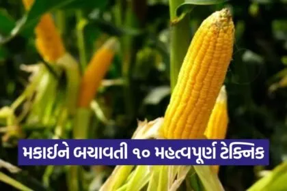 winter maize protection 1