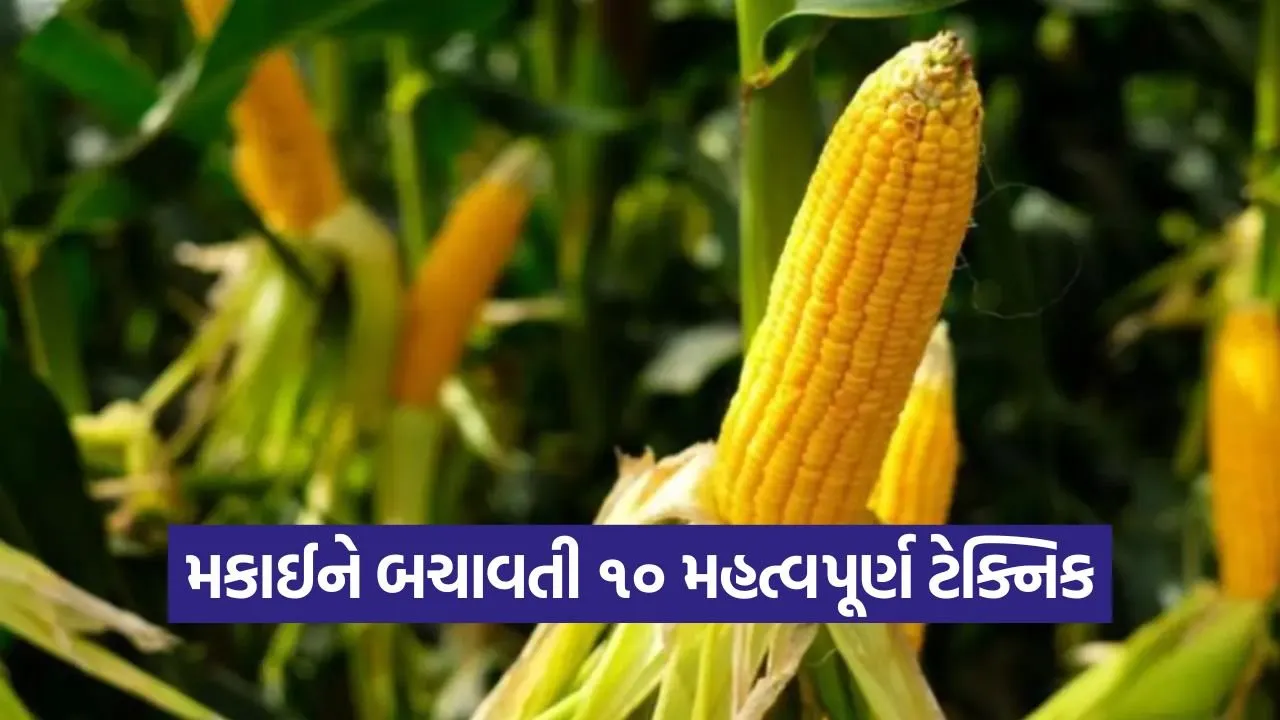 winter maize protection 1.jpg