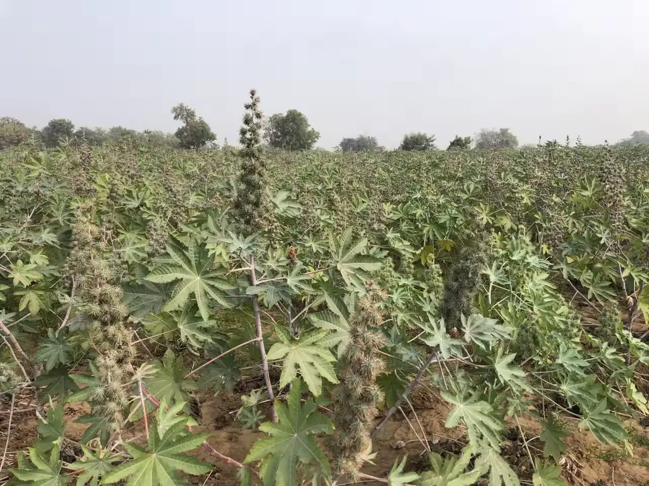એરંડાના વધારાના પાનમાંથી લાખોની આવક: દાંતીવાડા યુનિવર્સિટીએ બતાવ્યો નવો માર્ગ 3 castor eri silk model.png