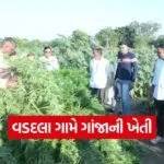 Drug seizure mahisagar 1